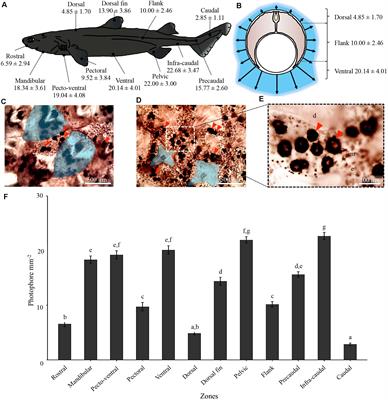 Bioluminescence of the Largest Luminous Vertebrate, the Kitefin Shark, Dalatias licha: First Insights and Comparative Aspects